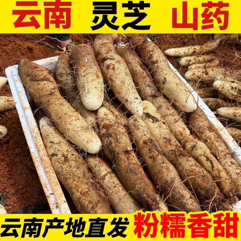 『灵芝山药/佛手山药』云南山药/软糯香甜/产地代发全国