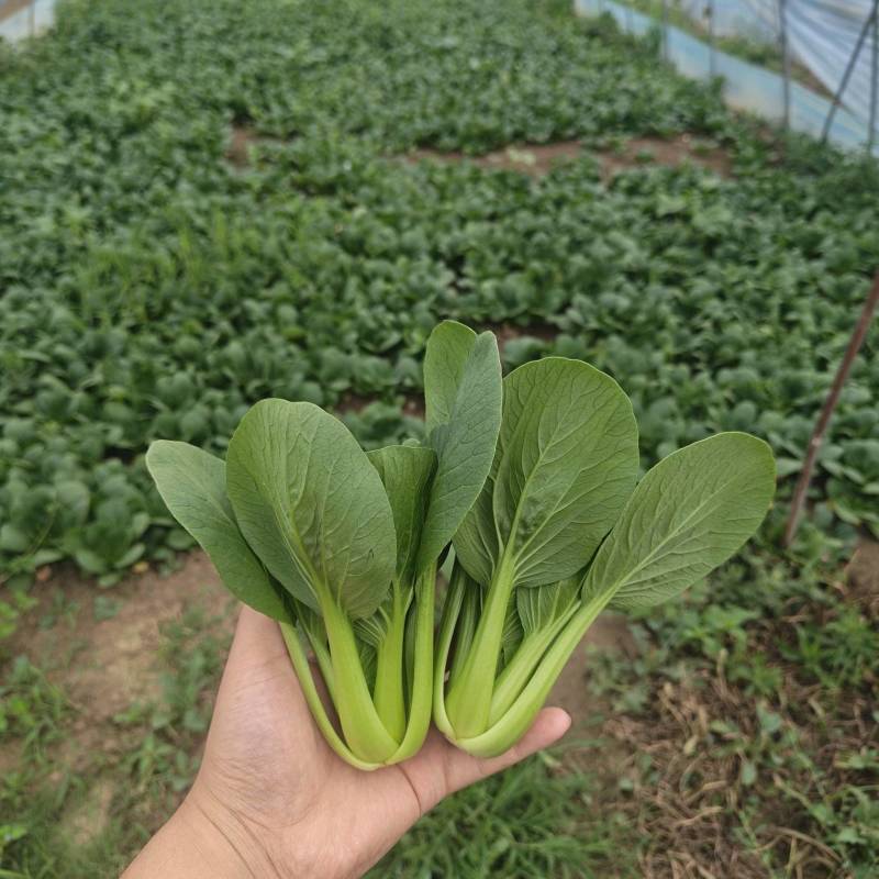 上海青油菜小青菜太和县产地直供，可代收代卖对接采购