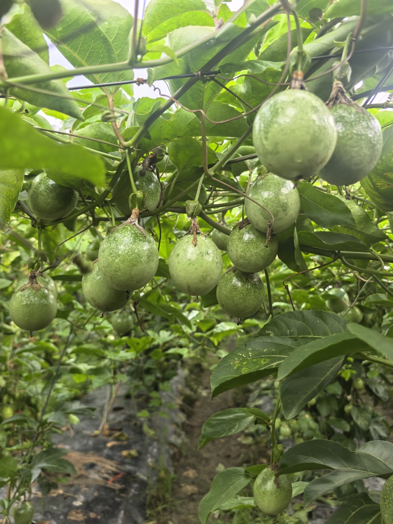 钦蜜9号黄金百香果大量现货-产地直供-市场果-电商果