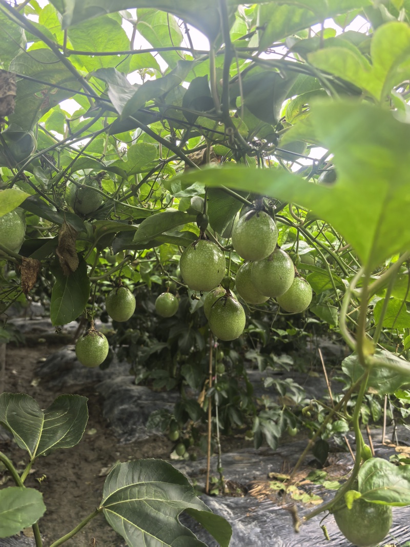 钦蜜9号黄金百香果大量现货-产地直供-市场果-电商果