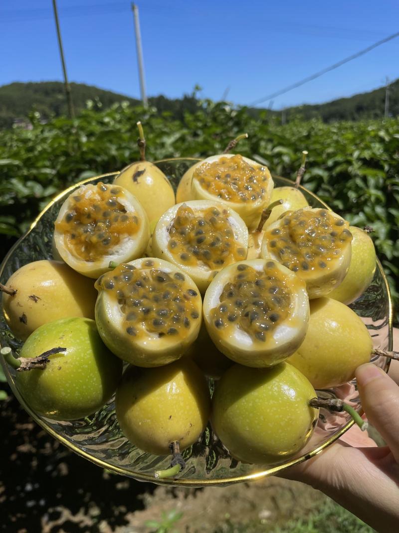钦蜜9号黄金百香果大量现货-产地直供-市场果-电商果