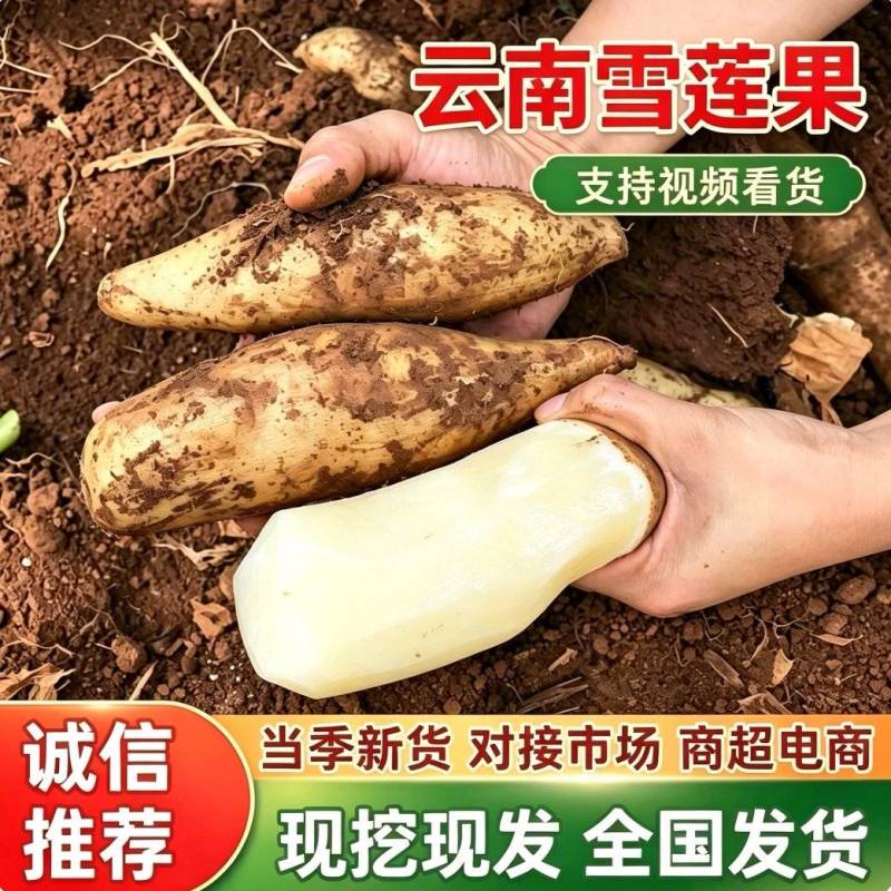【云南雪莲果】产地现挖现发/对接电商代发多多团购等