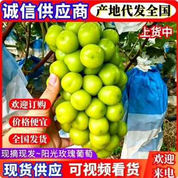 【阳光玫瑰葡萄】陕西葡萄/串型好甜度高颗粒饱满/现摘现发