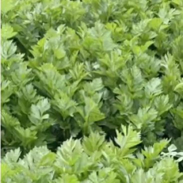西芹产地直发基地直售价格优惠量大优先欢迎视察来买