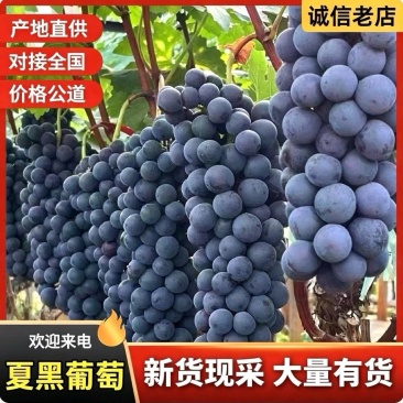 【夏黑葡萄】陕西葡萄/产地批发/现摘现发/对接批发～商超