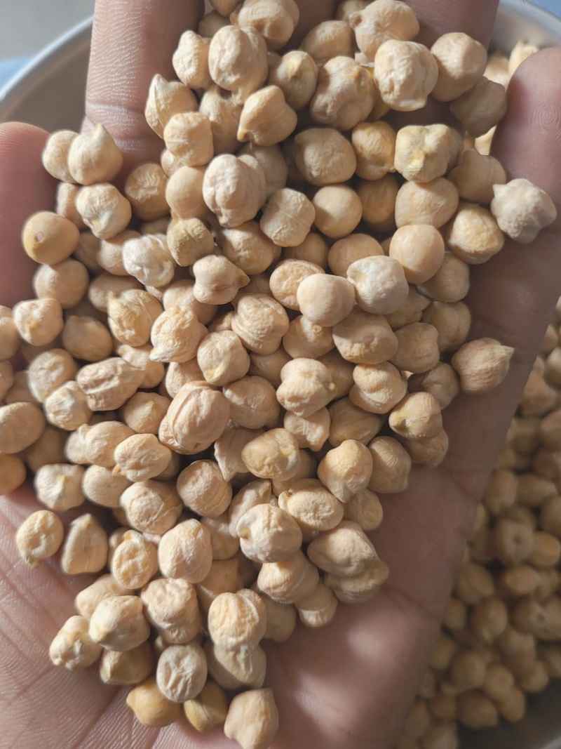 鹰嘴豆中颗粒大颗粒高质量色选品质！！