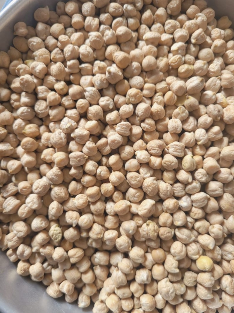 鹰嘴豆中颗粒大颗粒高质量色选品质！！