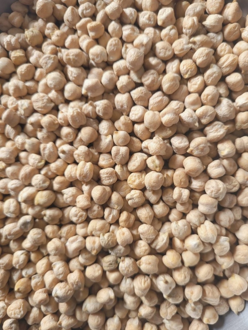 鹰嘴豆中颗粒大颗粒高质量色选品质！！
