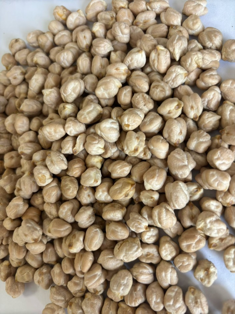 鹰嘴豆中颗粒大颗粒高质量色选品质！！