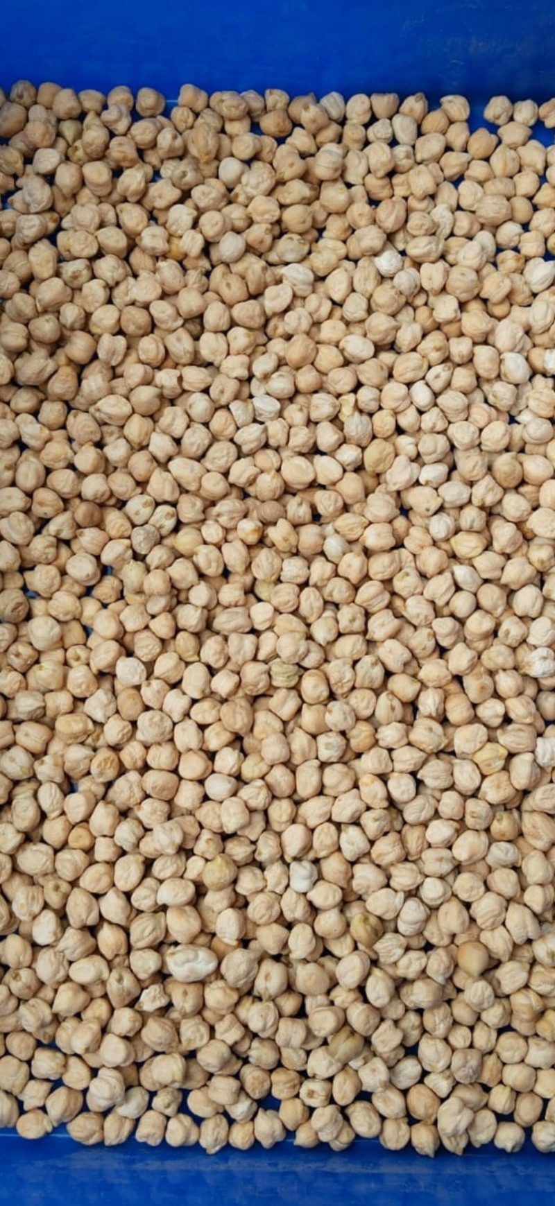 鹰嘴豆中颗粒大颗粒高质量色选品质！！