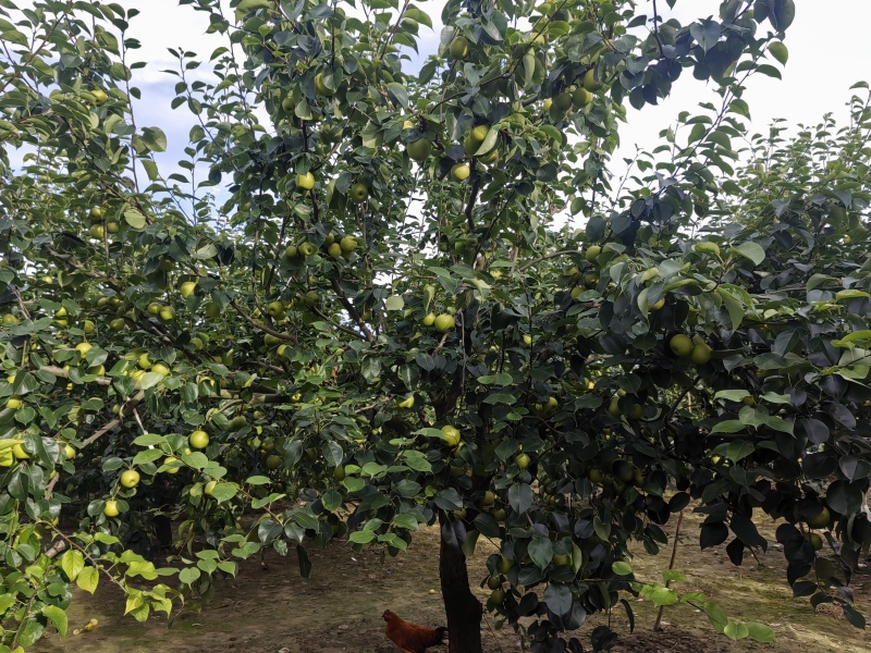 精品黄冠梨