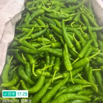 贵州螺丝椒，二荆条，线椒，3号8号，牛角泡椒
