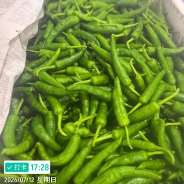 贵州螺丝椒，二荆条，线椒，3号8号，牛角泡椒