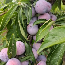 脆红李子，四川李子，大量供应，新鲜采摘，一手货源