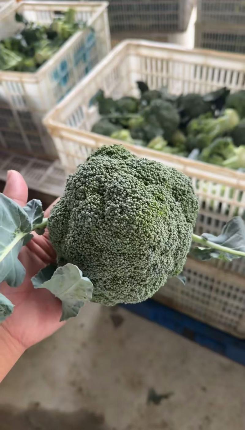 张家精品西兰花耐寒优秀西蓝花产地直发一手货源