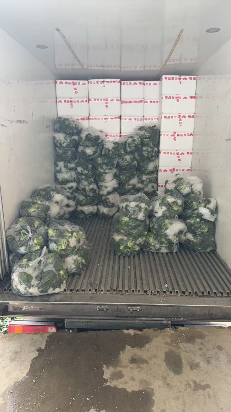 张家精品西兰花耐寒优秀西蓝花产地直发一手货源