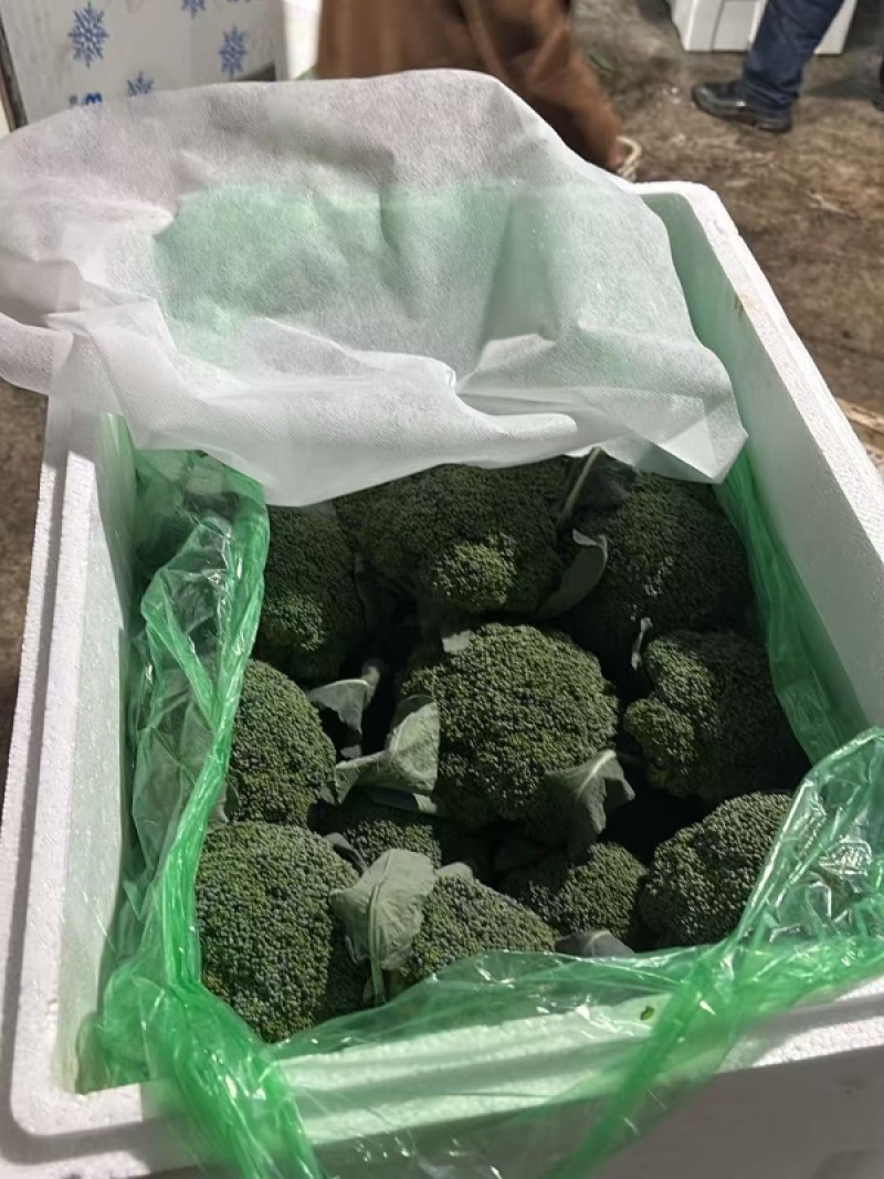 张家精品西兰花耐寒优秀西蓝花产地直发一手货源