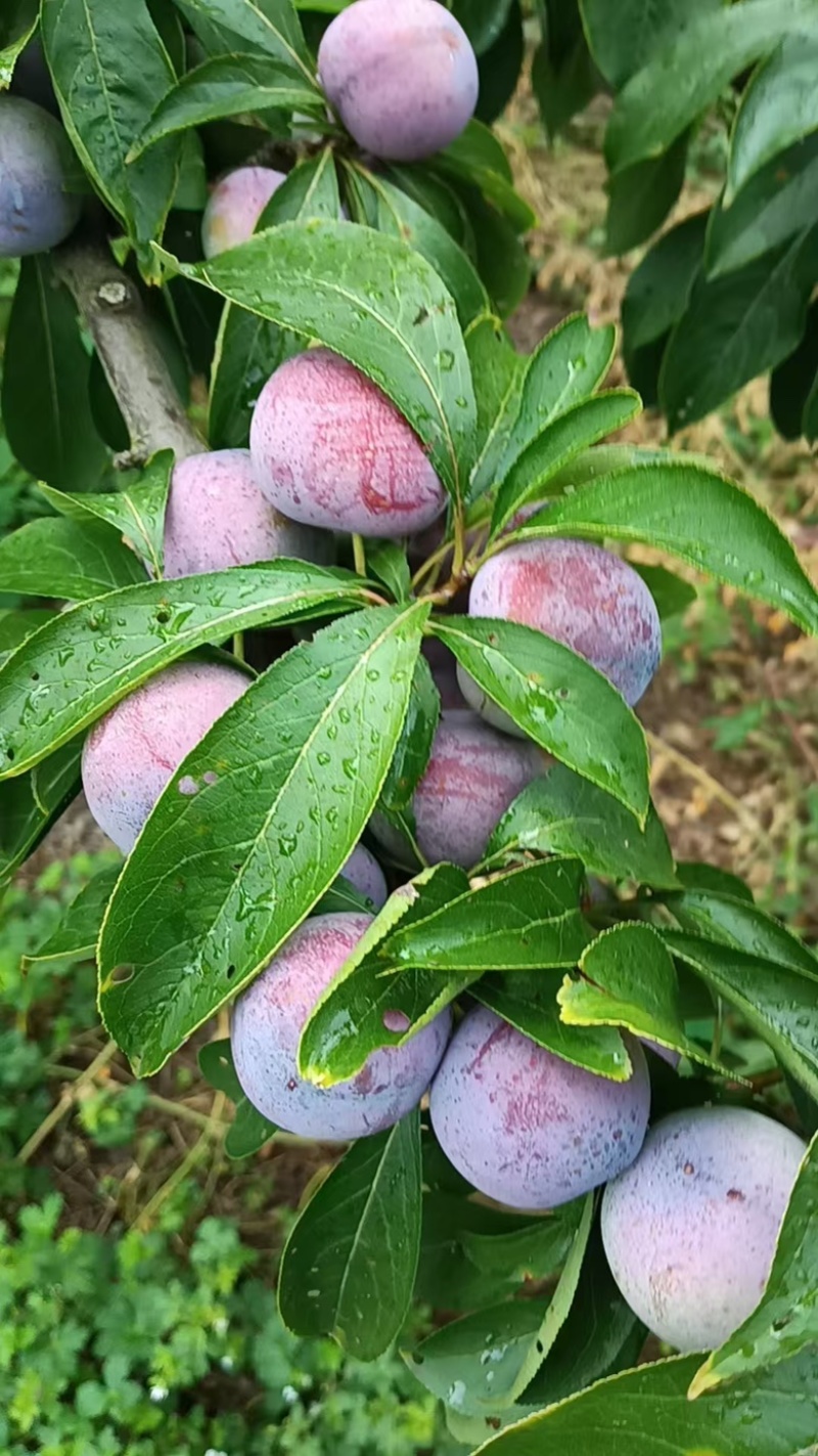 脆红李子，四川李子，大量供应，新鲜采摘，一手货源