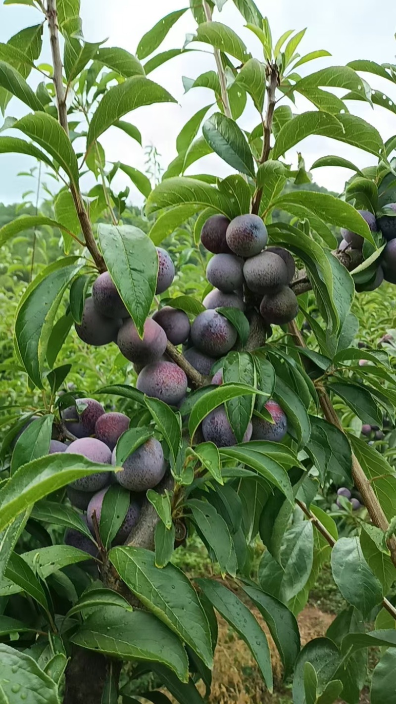 脆红李子，四川李子，大量供应，新鲜采摘，一手货源