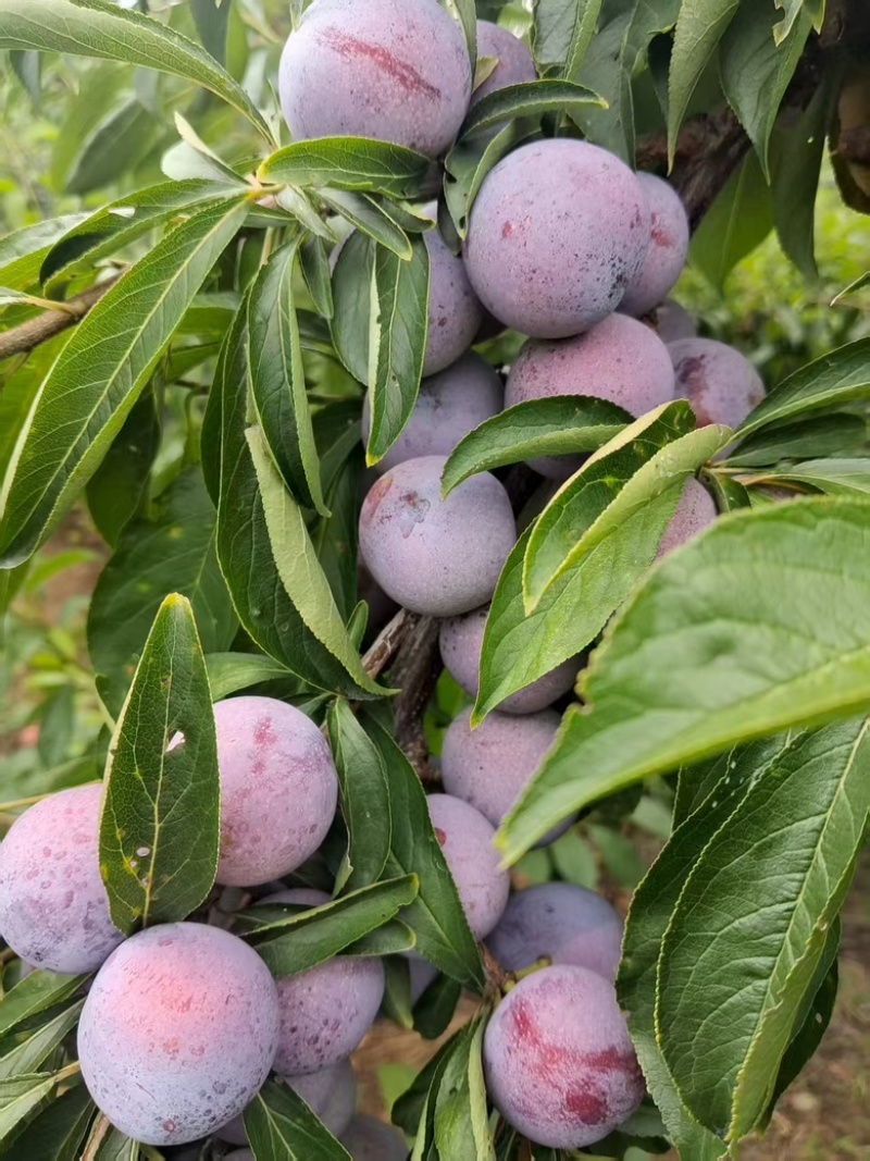 脆红李子，四川李子，大量供应，新鲜采摘，一手货源