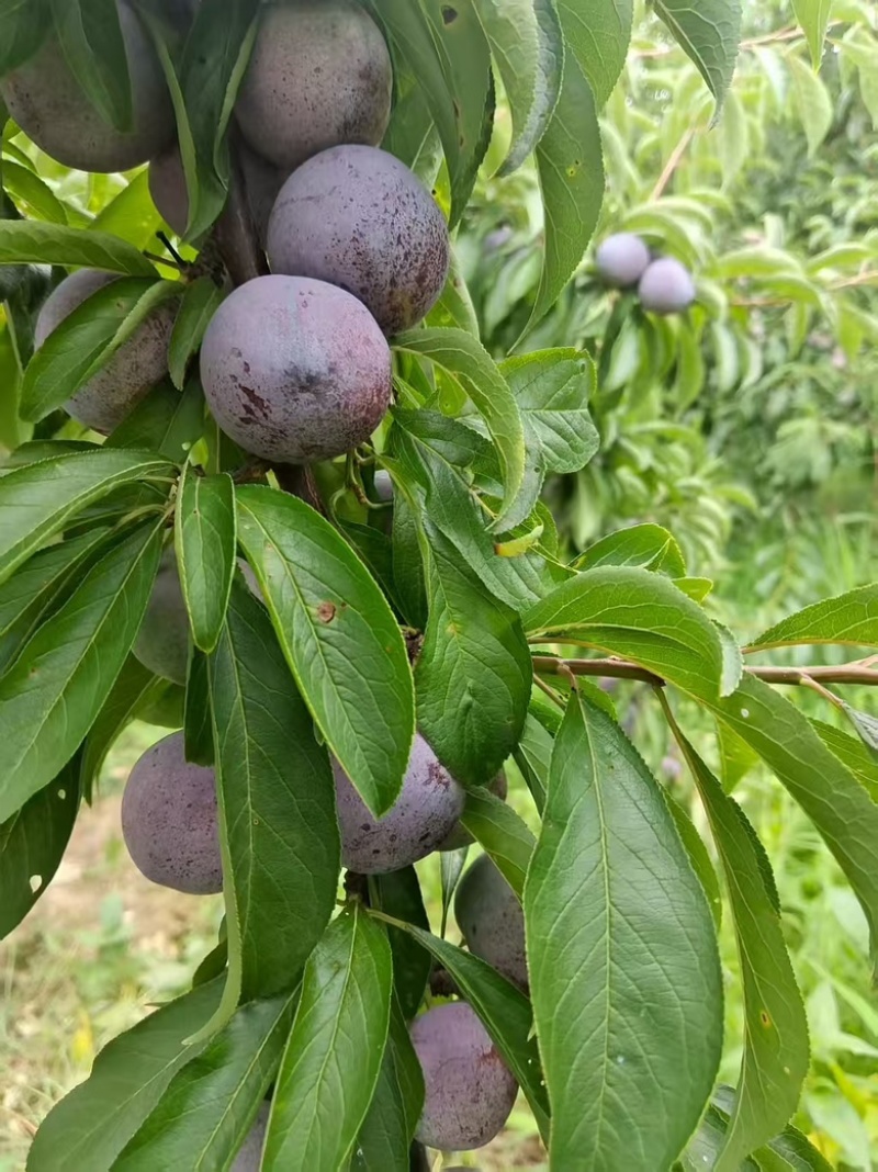 脆红李子，四川李子，大量供应，新鲜采摘，一手货源