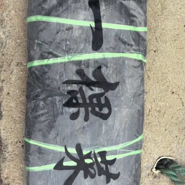 干海带，一棵菜