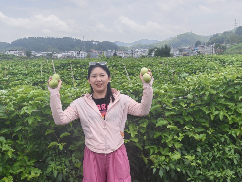 百香果，钦蜜9号百香果基地直发量大从优供应全国市场