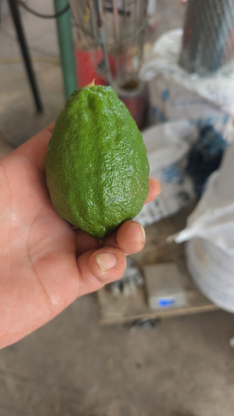 广东香水柠檬一件代发，榨汁加工厂都有货