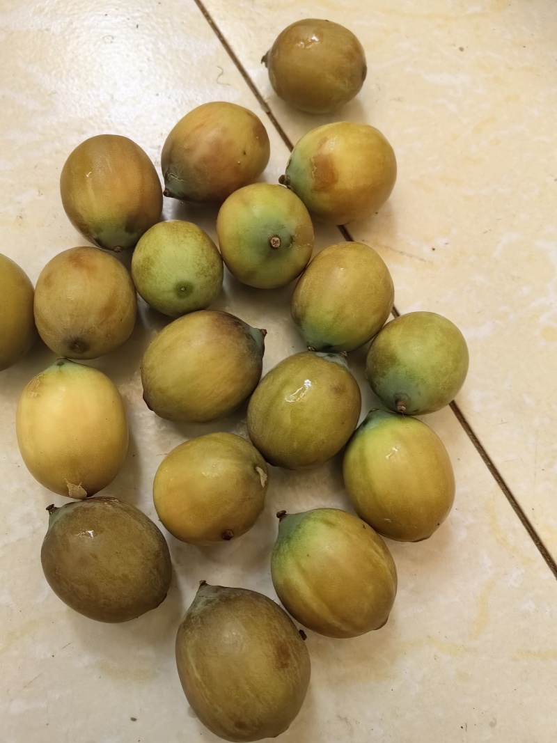 老莲蓬子批发