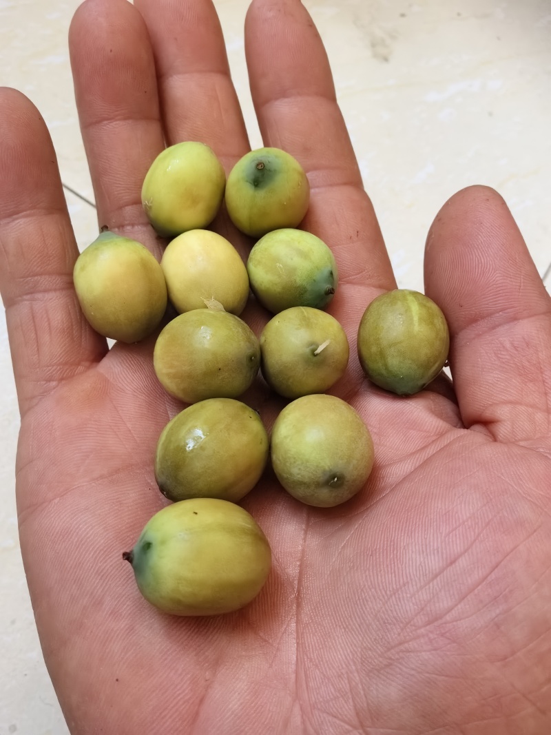 老莲蓬子批发