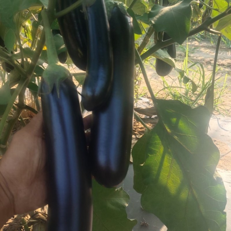 精品绿把长茄