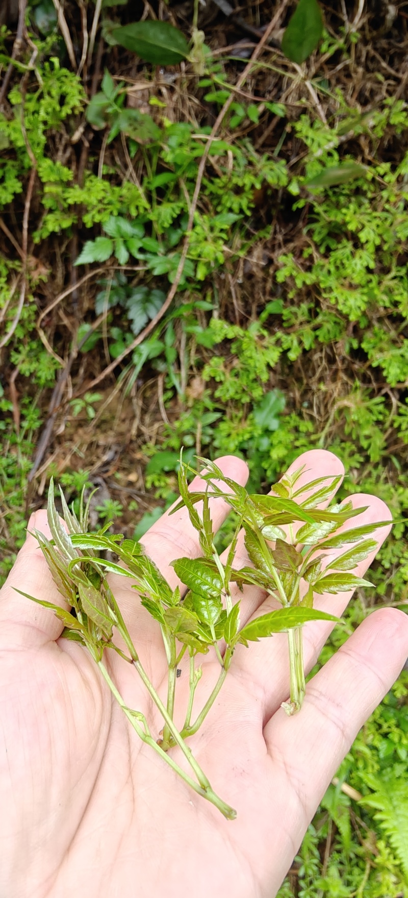 野生藤茶