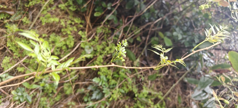 野生藤茶