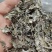 野生腾茶，又叫白茶，溪黄草(本地农户纯手工制作)