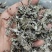 野生腾茶，又叫白茶，溪黄草(本地农户纯手工制作)