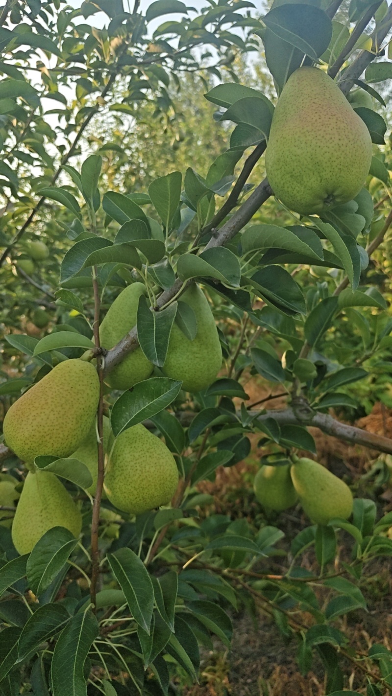 芽变梨