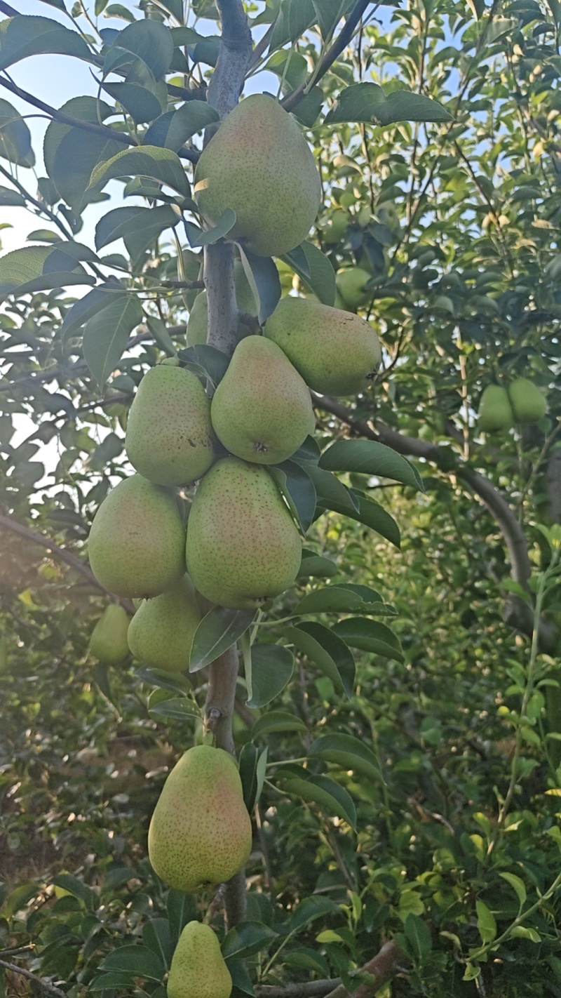 芽变梨