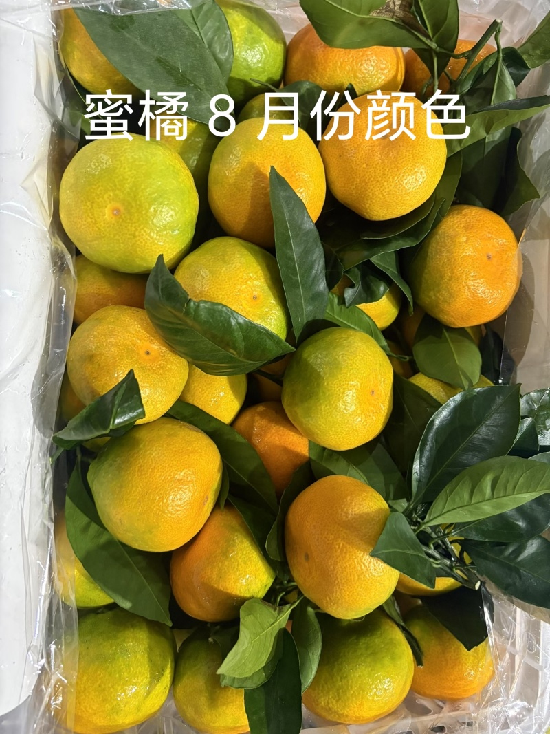 【柑橘出口】蜜橘出口有完整出口资质出口俄罗斯中亚东南亚