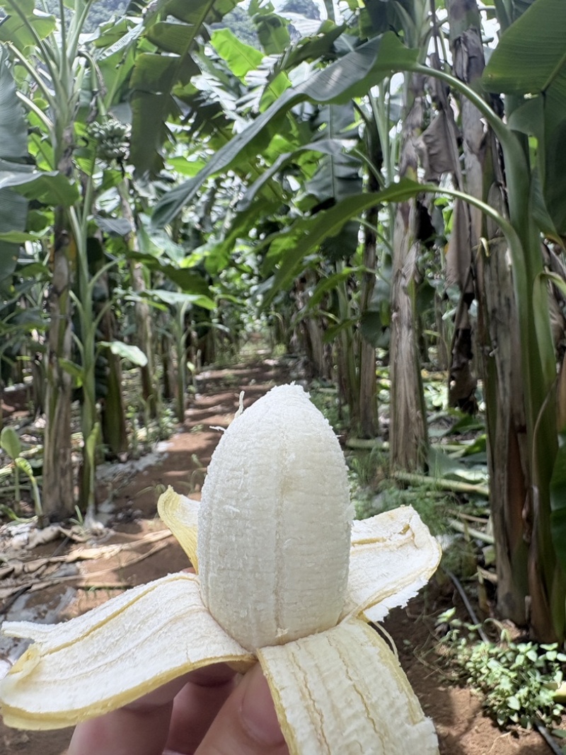 广西苹果蕉统货，不分大小果产地直供货源充足
