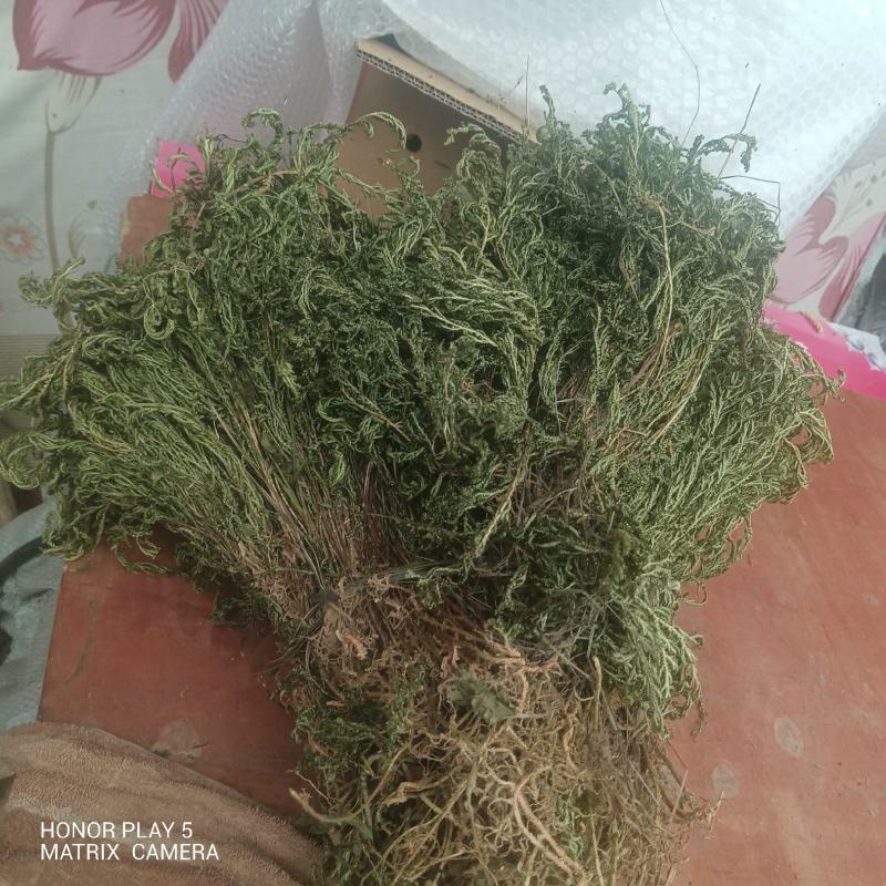 江南卷柏