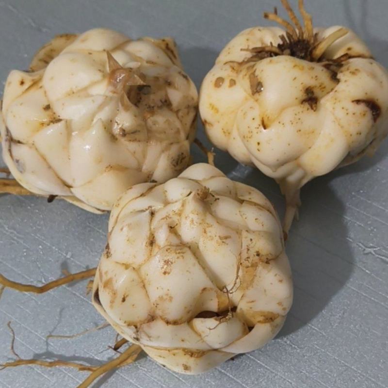 龙牙百合