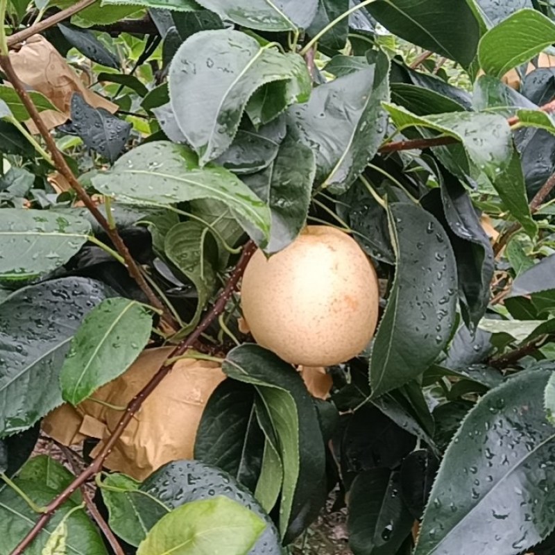 翠冠，黄金梨