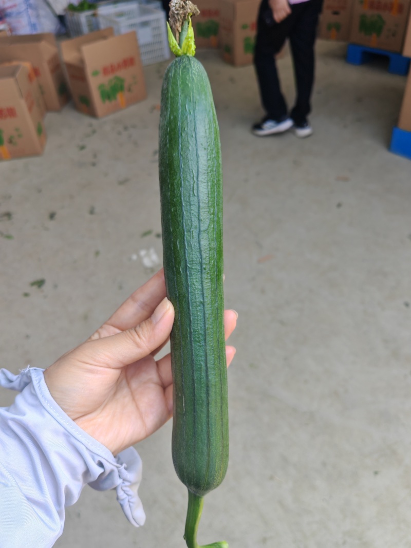 油皮丝瓜白丝瓜大量供应欢迎需要的老板咨询订购