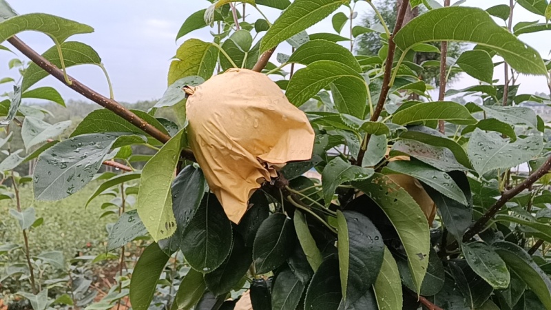 翠冠，黄金梨