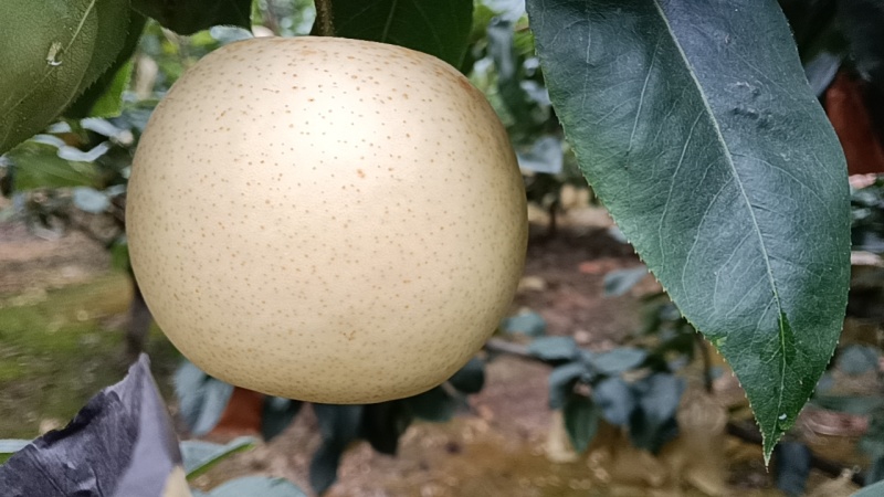 翠冠，黄金梨