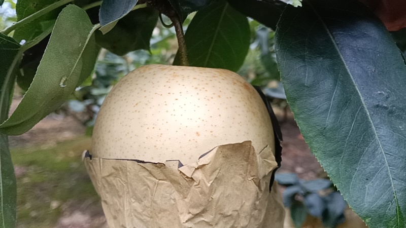 翠冠，黄金梨
