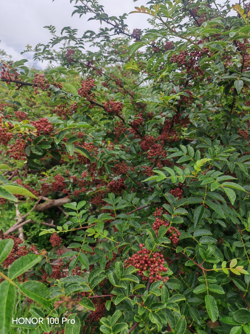 盐源红花椒颗粒饱满紧实，表皮油泡细密凸起，自带一