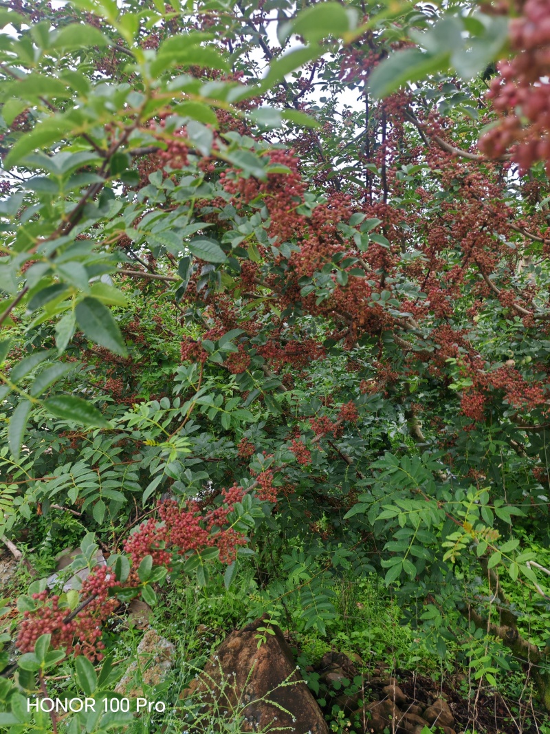 盐源红花椒颗粒饱满紧实，表皮油泡细密凸起，自带一