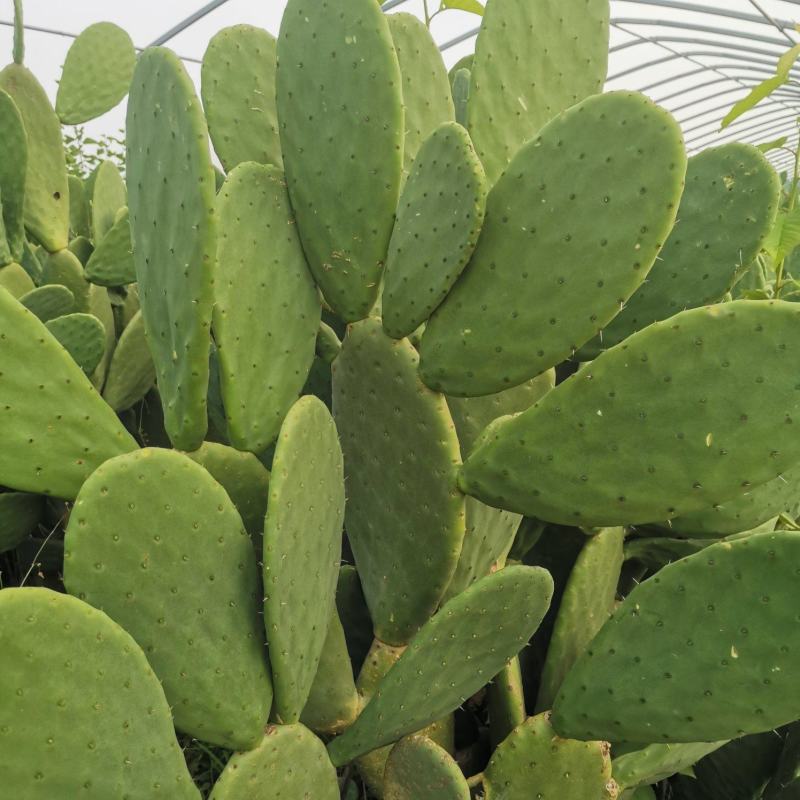 食用蔬菜仙人掌1-5年龄叶片