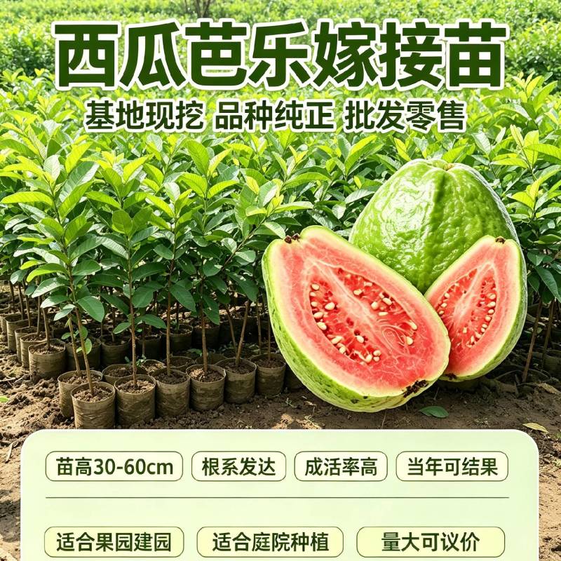 西爪红吧乐苗